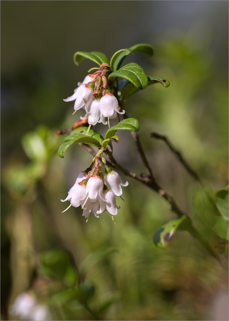 Изображение особи Vaccinium vitis-idaea.