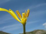 Tulipa brachystemon. Центральная часть цветка с частично удалёнными долями околоцветника. Казахстан, юго-зап. часть Джунгарского Алатау, пер. Алтын-Эмель, каменистый склон южной экспозиции. 3 мая 2018 г.