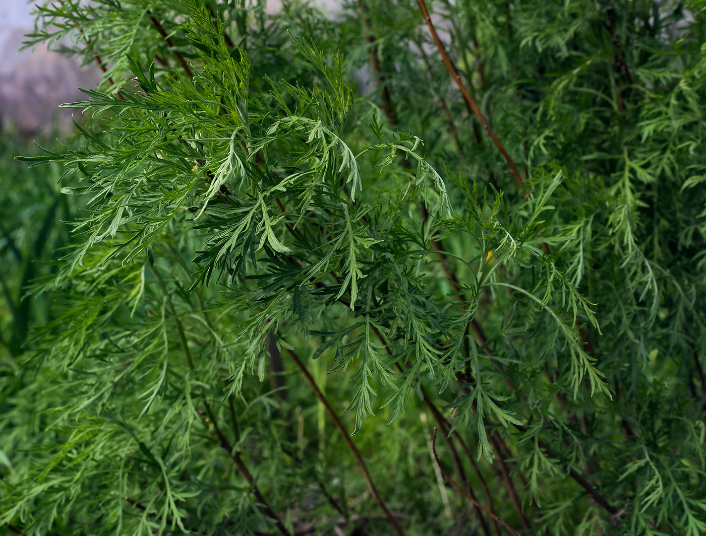 Изображение особи Artemisia abrotanum.