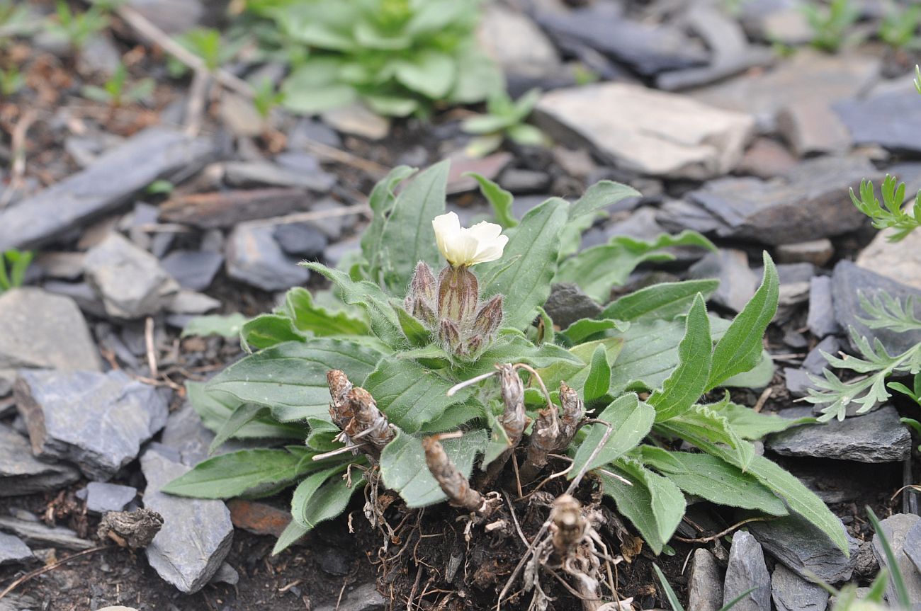 Изображение особи Melandrium latifolium.