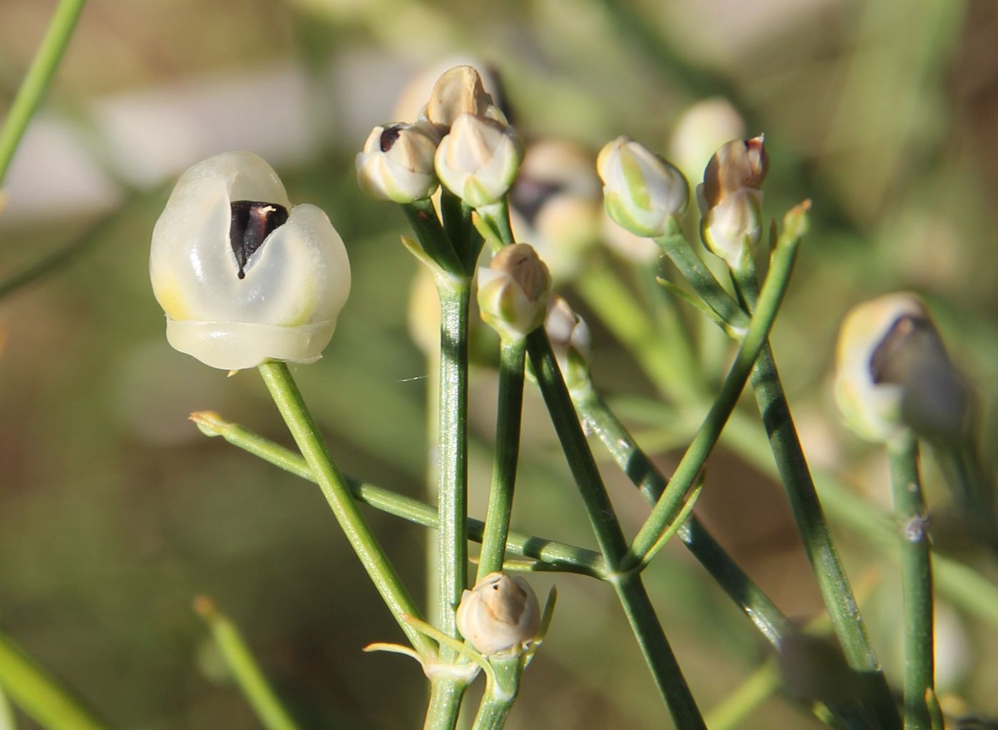 Изображение особи Ephedra kokanica.