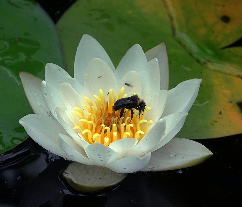 Изображение особи Nymphaea candida.