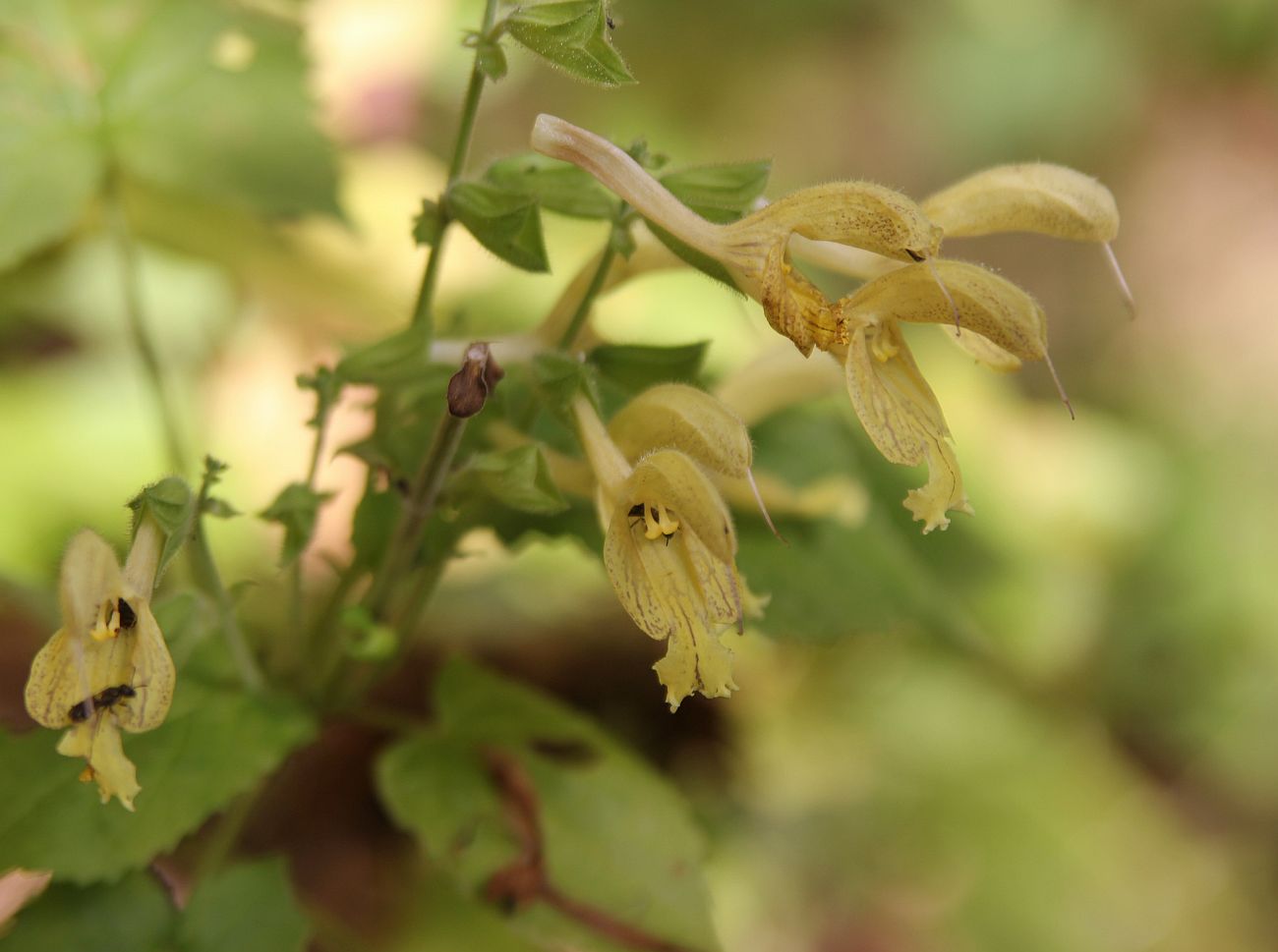 Изображение особи Salvia glutinosa.