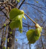 род Tilia. Верхушка побега с раскрывшимися почками. Тверская обл., г. Тверь, городской сад. 30 апреля 2019 г.