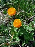 Trollius asiaticus. Цветущие растения. Алтай, Кош-Агачский р-н, долина р. Аккаллу-Озек, ≈ 2300 м н.у.м., горная тундра. 17.06.2019.