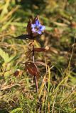 Gentiana scabra