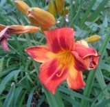 Hemerocallis × hybrida. Верхушка соцветия с цветком и бутонами. Тверская обл., г. Тверь, Центральный р-н, сквер с памятником \"Памяти жертвам политич. репрессий\". 13 сентября 2019 г.