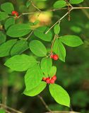 Lonicera praeflorens. Часть ветви с соплодиями. Приморский край, окр. г. Владивосток, п-ов Муравьёва-Амурского, в широколиственном лесу. 03.06.2020.