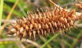 Carex rostrata