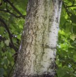 Betula platyphylla