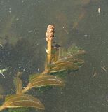 Potamogeton perfoliatus