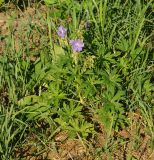 Geranium pratense