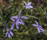 Isotoma axillaris. Цветки. Москва, БС МГУ, цветник. 01.09.2021.