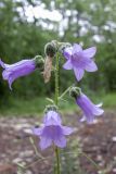 Campanula komarovii