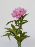 Paeonia lactiflora