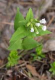 Pulmonaria mollis