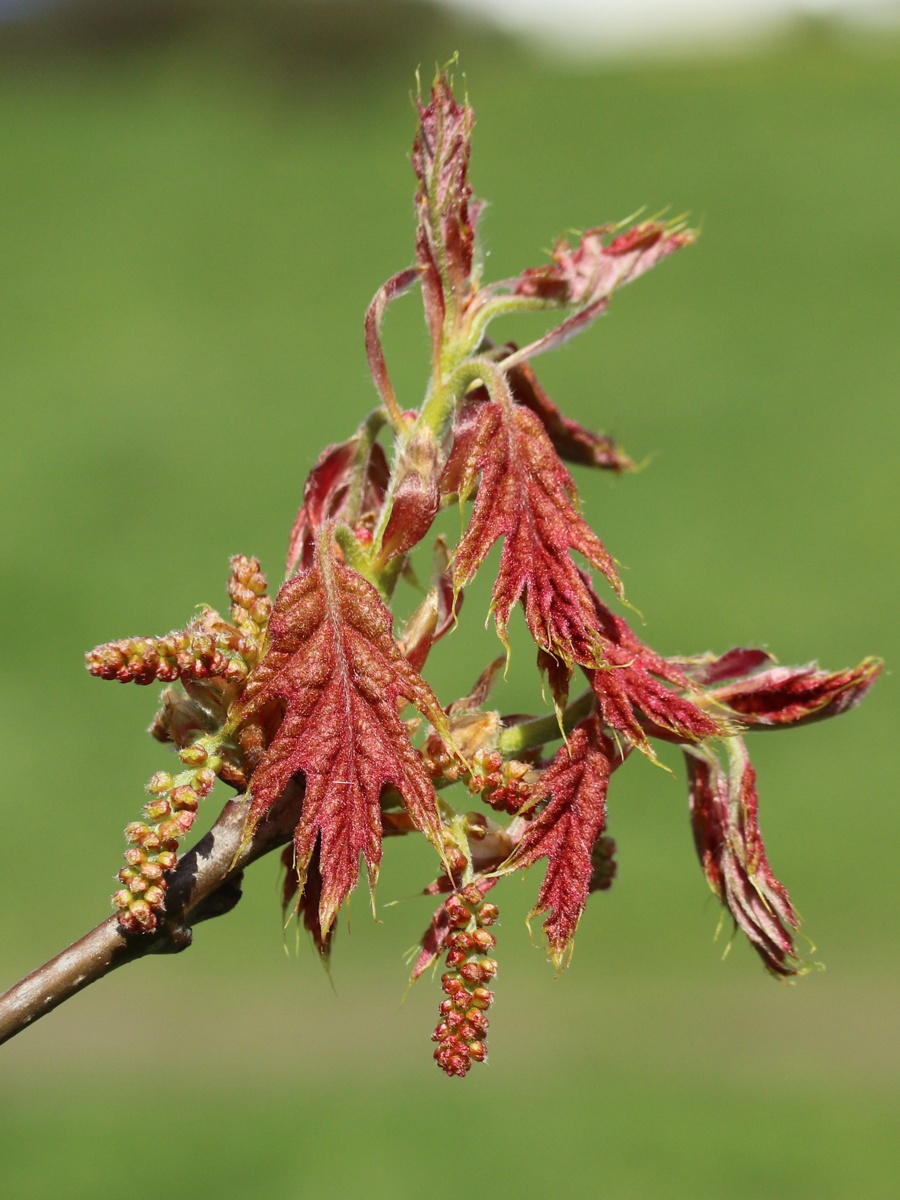 Изображение особи Quercus rubra.