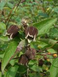 Clematis fusca