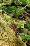 Geranium robertianum