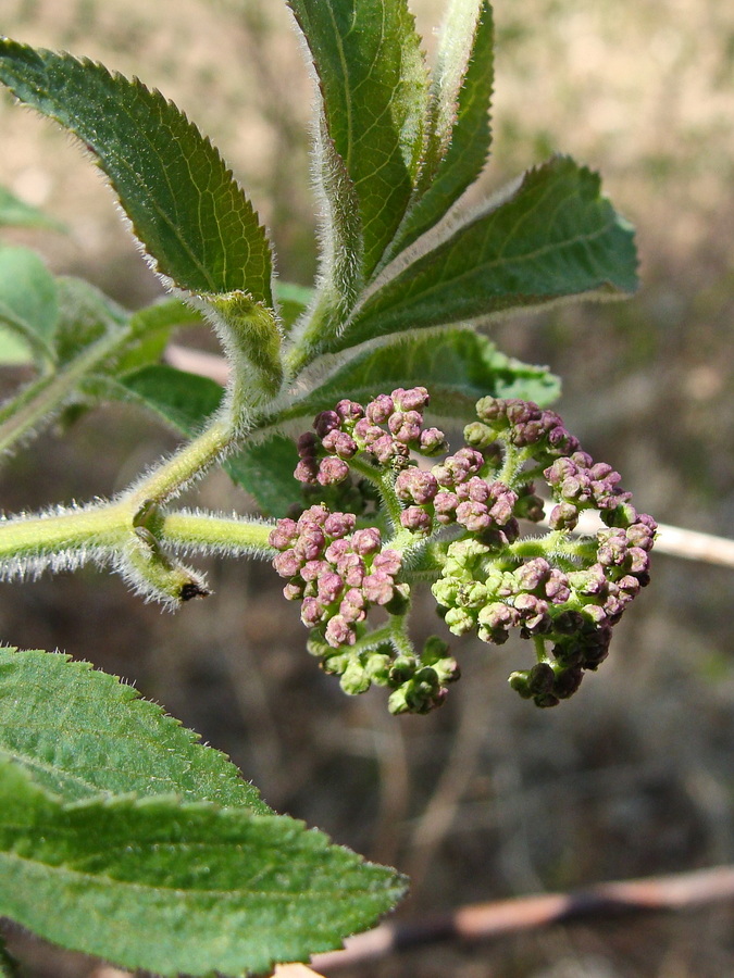 Изображение особи Sambucus sibirica.