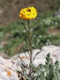 Erysimum tianschanicum. Цветущее растение. Узбекистан, Ташкентская обл., Пскемский хр., Угам-Чаткальский национальный парк, верховья ур. Аксарсай, около 2740 м н.у.м., каменистый водораздельный гребень хребта. 07.06.2023.