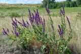 Salvia tesquicola