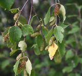 род Betula. Верхушка веточки с соплодиями. Чечня, Шаройский р-н, западный склон пер. Цумандинский, выс. 2000 м н.у.м., обочина дороги. 23 августа 2023 г.