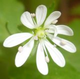 Stellaria bungeana