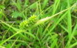 Carex pallescens