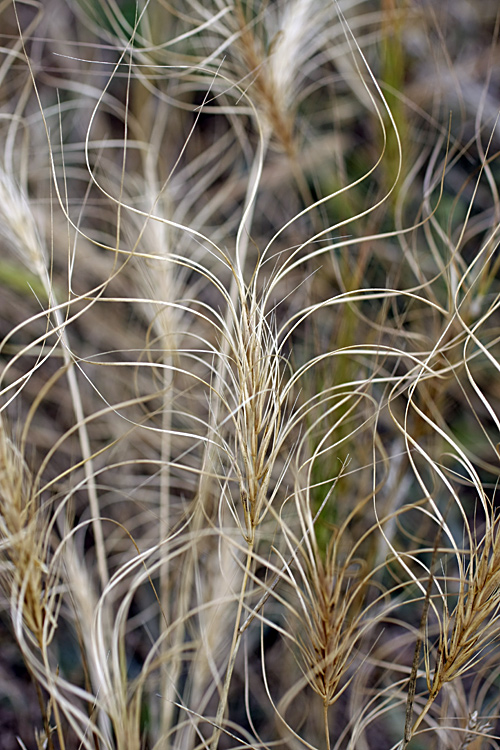 Изображение особи Taeniatherum crinitum.