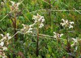 Pedicularis lapponica. Цветущие растения. Мурманская обл., Кандалакшский р-н, окр. пос. Лувеньга, южный склон гор Лувеньгские Тундры, у верхней границы пояса берёзового криволесья. 01.07.2010.