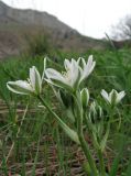 Ornithogalum navaschinii. Верхушка цветущего растения. Крым, Карадагский заповедник, степной склон. 7 апреля 2013 г.