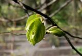 Tilia euchlora