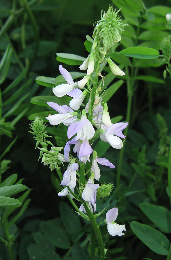 Изображение особи Galega officinalis.