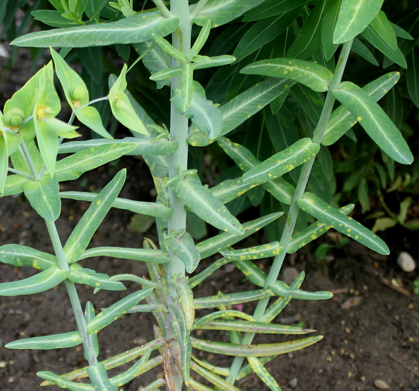 Изображение особи Euphorbia lathyris.