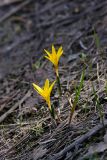 Colchicum luteum