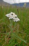 Achillea apiculata