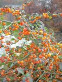 Solanum zelenetzkii