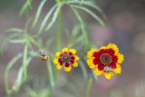 Coreopsis tinctoria. Соцветия с сидящими на них нимфами клопов-краевиков. Саратов, Кумысная поляна, дача. 26.07.2013.