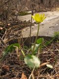 Ficaria calthifolia. Цветущее растение. Краснодарский край, Новороссийский р-н, гора Рябкова. 23.02.2014.