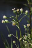 Erigeron acris