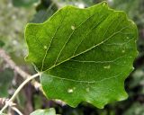 Populus alba