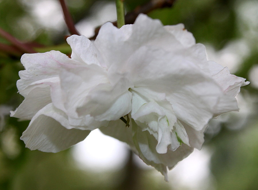 Изображение особи Prunus serrulata.