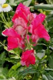 Antirrhinum majus