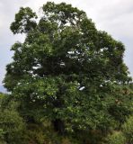 Castanea sativa