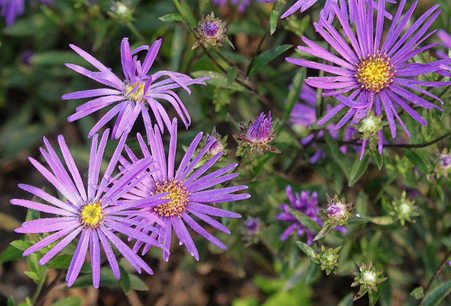 Изображение особи Aster amellus.