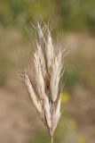 Bromus lanceolatus