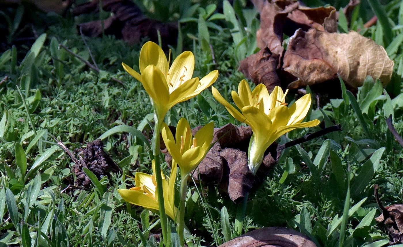 Изображение особи Sternbergia lutea.