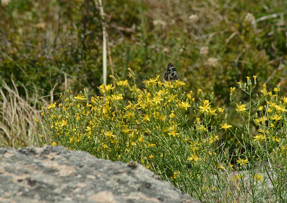Изображение особи Youngia tenuifolia ssp. altaica.