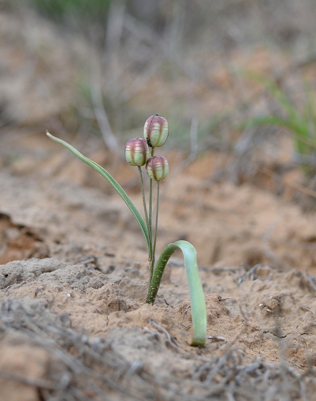 Изображение особи Tulipa biflora.